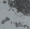 snow.fleas.jpg