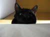 lucy.jpg