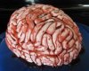 Brain_.JPG