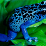 Blue Frog